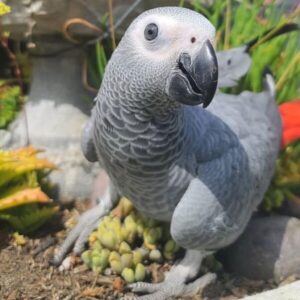 Baby African Grey parrot for sale